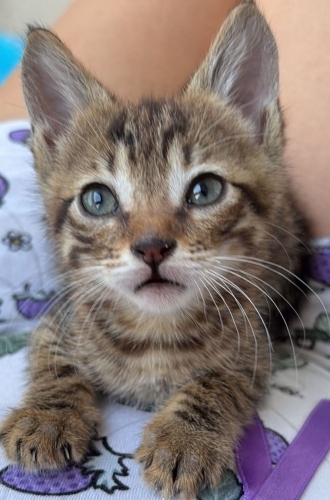 Şaklaban kedi hiç saldırmaz çok uysal fotoğraf