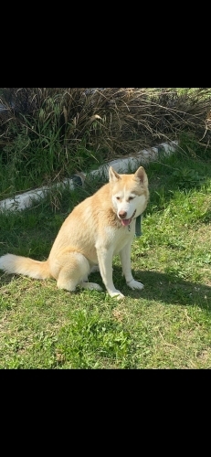 Ücretsiz sahiplenme husky fotoğraf