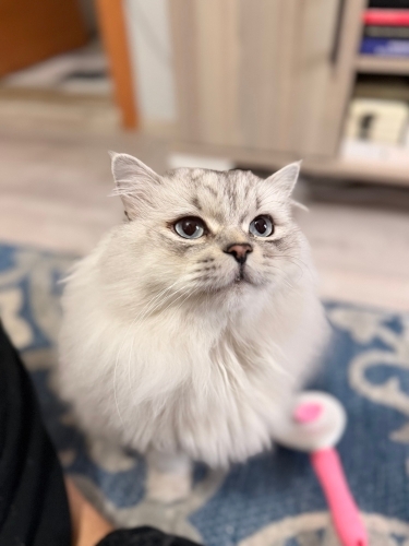 Akıllı Sevecen bir Aslan fotoğraf