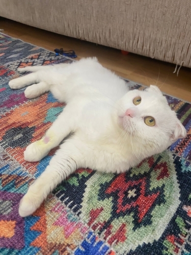 ACİL ANKARA YUva fotoğraf