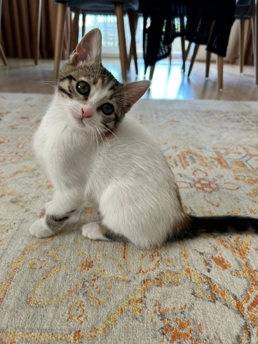 Meraklı, akıllı sevgi dolu Calico güzeli! fotoğraf