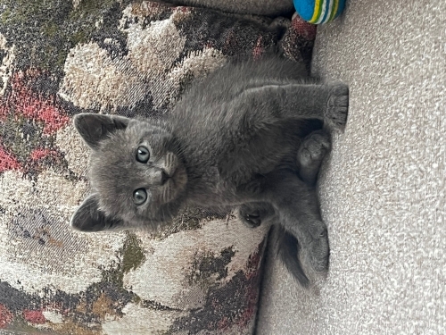 Annesi cins yavru kedi fotoğraf