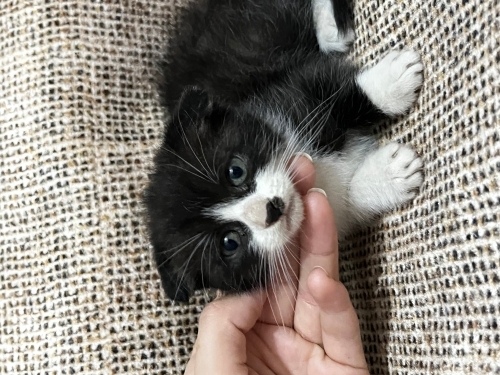 Annesi cins yavru kedi fotoğraf