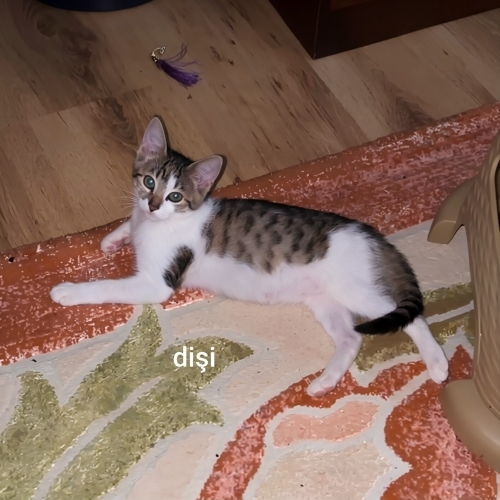 3 Kardeşe Ömürlük Yuva fotoğraf