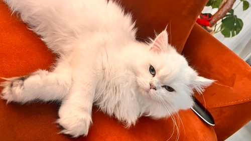 British Longhair dişi fotoğraf