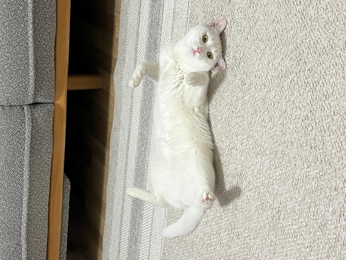 Ev kedisi sütlaç fotoğraf
