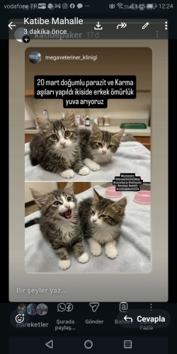 2 aylık minik kardeşlere yuva fotoğraf