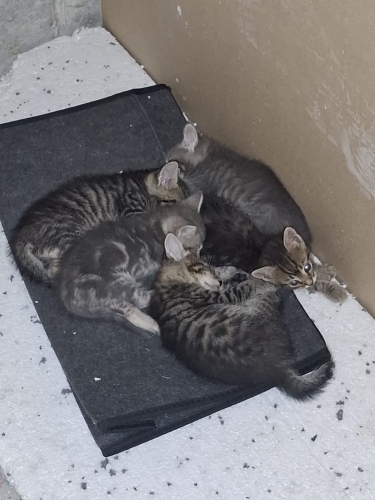 Tatlı Bebeklere Yuva Arıyoruz (Üsküdar Kısıklı) fotoğraf