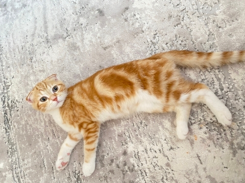 Ücretsiz sahiplendirme fotoğraf