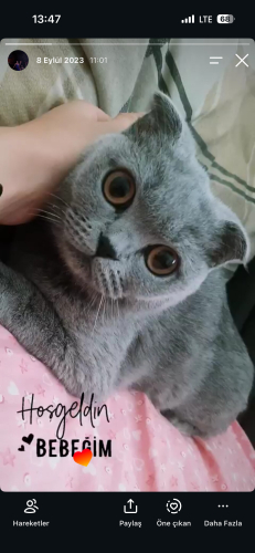 Temiz ev kedisi fotoğraf