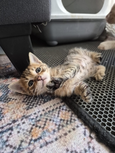 Tatlı minnak acil yuva arıyor fotoğraf