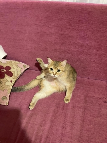 Pika için sıcak yuva fotoğraf