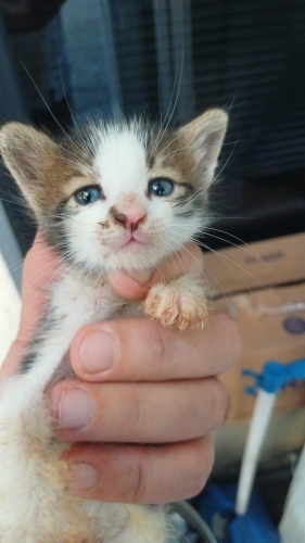 1 aylık yavru kedi fotoğraf