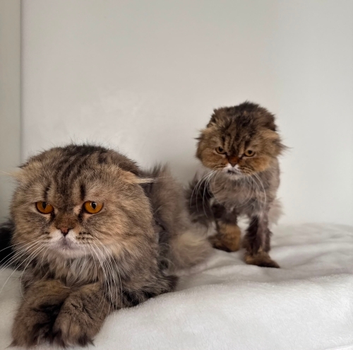 Dişi erkek kardeşler ömürlük yuvasını arıyor fotoğraf