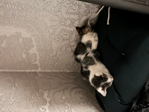 Yavrulara Acil Yuva Aranıyor fotoğraf