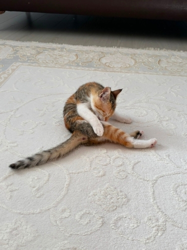 Minik kızımıza yuva arıyoruz fotoğraf