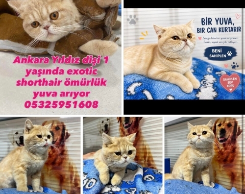 Yıldız yuva arıyor fotoğraf