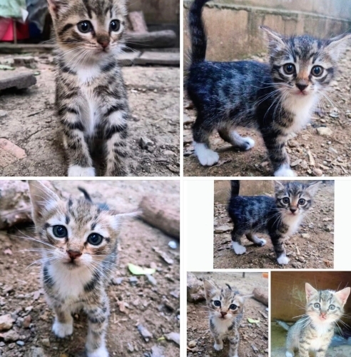 Bebeklere yuva aranıyor fotoğraf