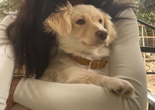 🐾 YUVA ARANIYOR – ARYA 🐾 fotoğraf
