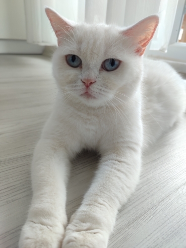 İsmine sadık akıllı fotoğraf