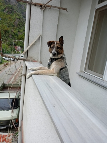 Köpeğime yuva arıyorum fotoğraf