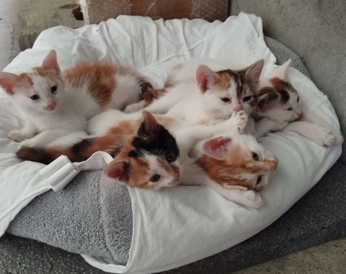 4 Yavrumuza Yuva Arıyıruz. fotoğraf