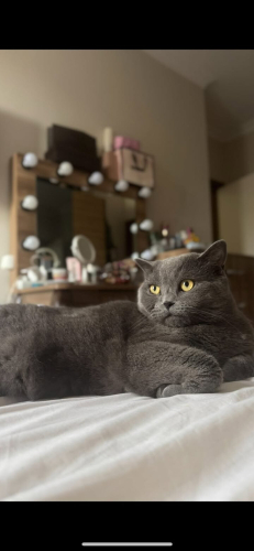 ÇAKİ EV KEDİSİ ÖMÜRLÜK YUVA ARIYOR fotoğraf