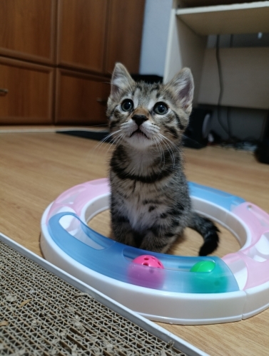 🐾ACİL YUVA ARIYORUZ SEVECEN OYUNCU BİR MİNNAK🐾 fotoğraf