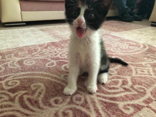 2 AYLIK CALICO BEBEĞE ÖMÜRLÜK YUVA ARIYORUZ. fotoğraf