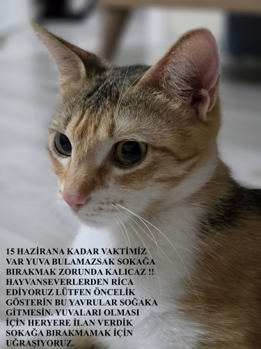 ACİL GEÇİCİ YUVA ARIYORUZ fotoğraf
