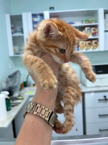 Veterinerden Çok Uysal ve Oyuncu 2 Haftalık Kedi fotoğraf