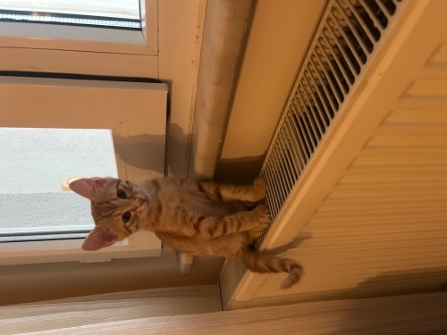 Sıcakkanlı ve oyuncu fotoğraf