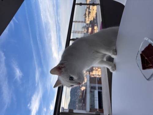 Pirinç Yuva Arıyor fotoğraf