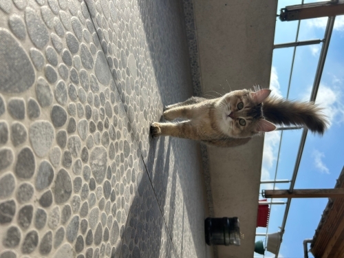 Kedi Sahipledirme ilanı fotoğraf