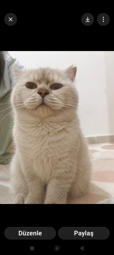 Çok sakin tatlı uysal bir kedi her ortama ayık uydurur fotoğraf