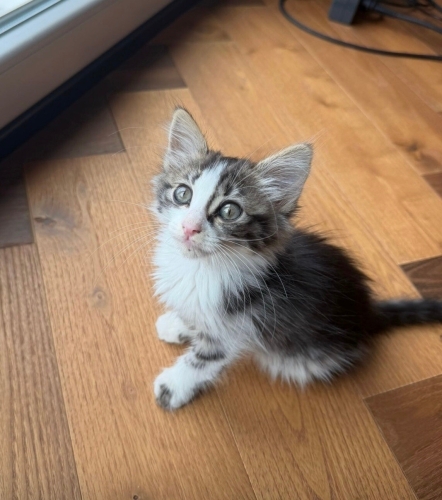 7 Haftalık aşıları kum eğitimi tam dünya güzeli BICIR 😻 fotoğraf