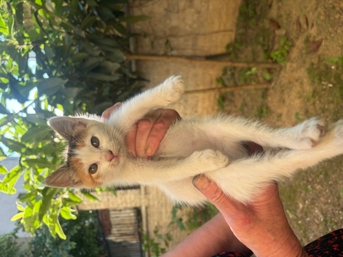 Arabanin motorundan cikan bebege acil yuva fotoğraf
