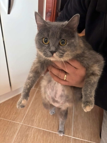 Anne ve 3 dişi yavruya acil yuva arıyoruz fotoğraf