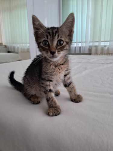 kucak kedisi tekir yavru fotoğraf