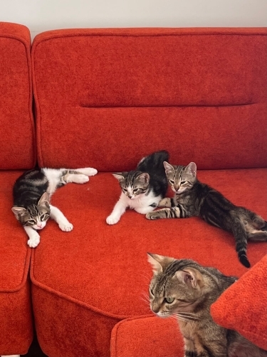 3 Tane 2 Aylık Erkek Tekir fotoğraf