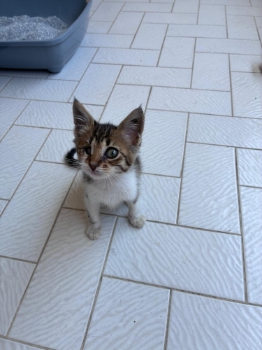 Yavru kediye acil yuva fotoğraf