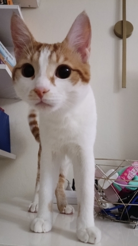 7 aylık erkek sarman kedi fotoğraf