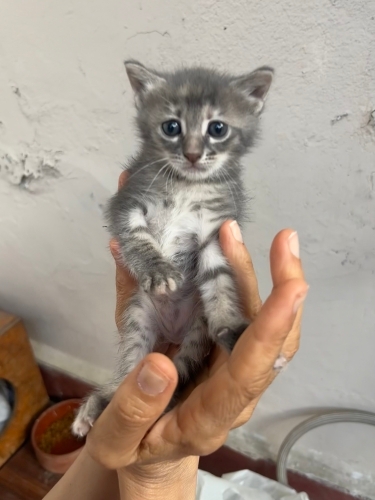 İş yerinde baktığımız 2 tatlı mı tatlı yavru kediye acil yuva arıyoruz fotoğraf