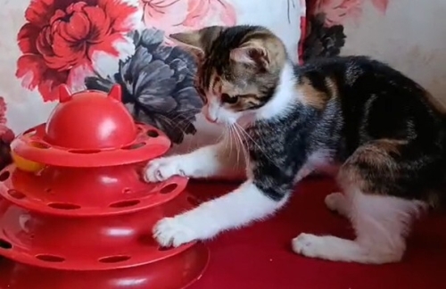BIDIK'A SICAK BİR YUVA ARIYORUZ fotoğraf