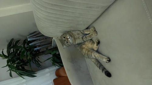 Uysal ev kedisi sessiz sakin Bihter kızımız fotoğraf