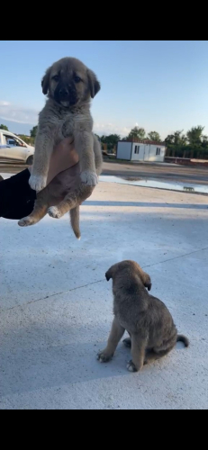 Oyuncu cana yakın oglumuza yuva arıyoruZ fotoğraf