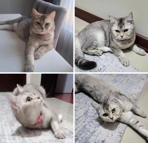Mia yuva arıyor fotoğraf