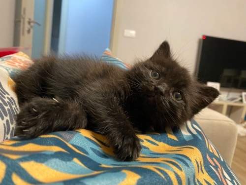 2 aylık sevimli kıza yuva fotoğraf