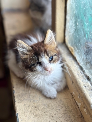 Çok sevecen, görme engelli bir bebek. fotoğraf