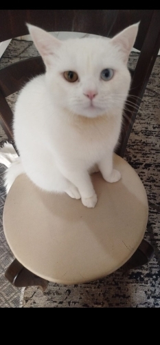 Çift renk gözlü Ankara kedisi fotoğraf